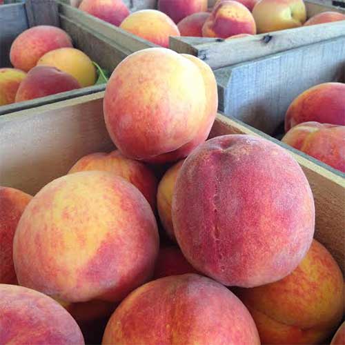 Farm Fresh Wholesale Peaches