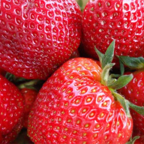 Locally Grown Wholesale Strawberries